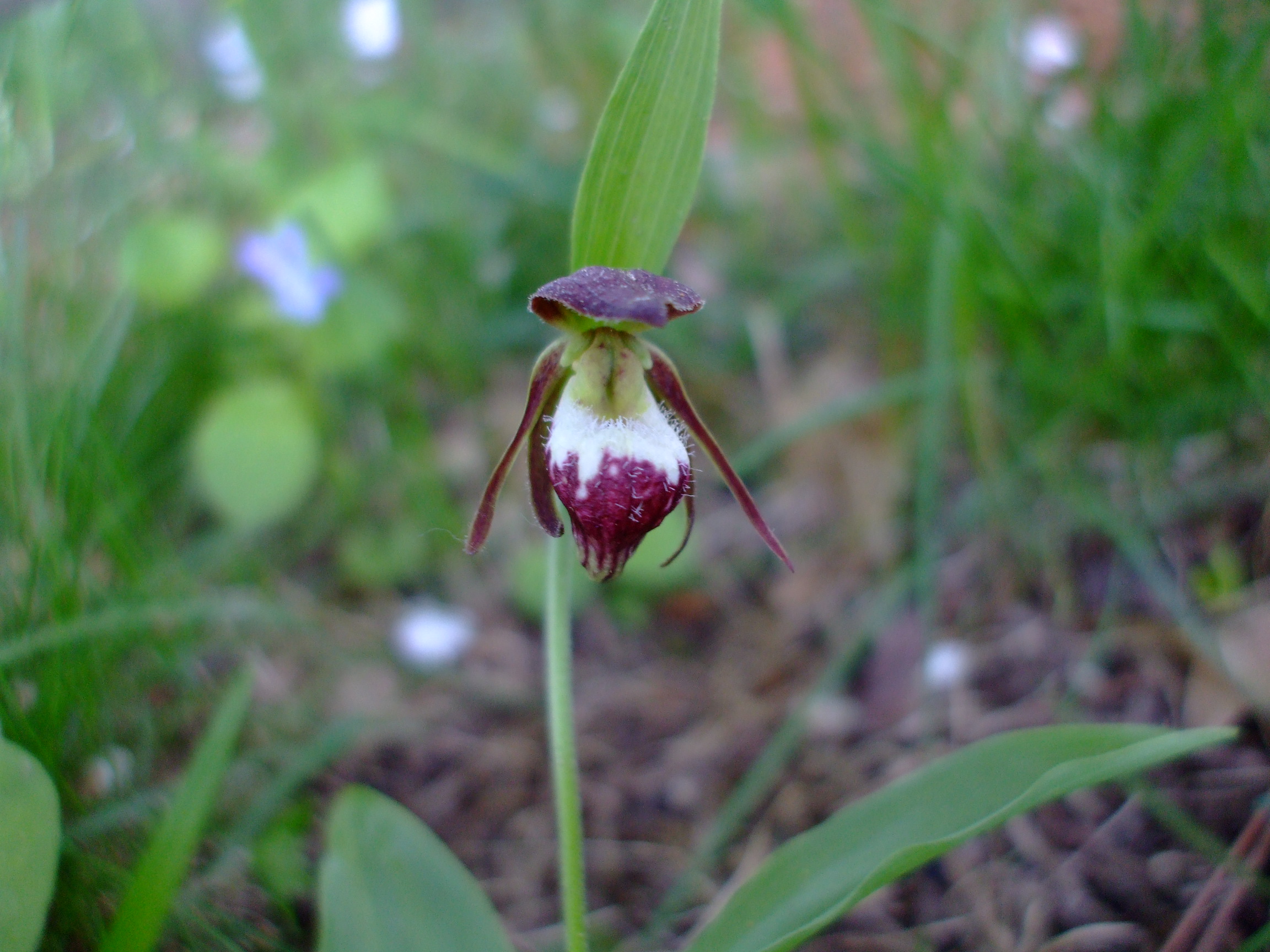 Cypripedium arietinum